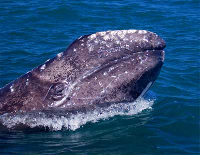 Gray Whale