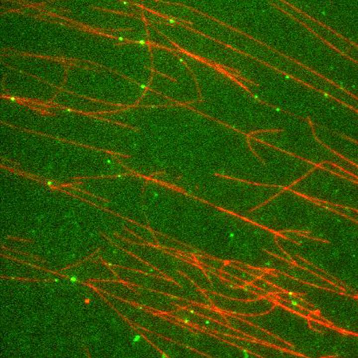 Motor Proteins and Microtubules