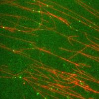 Motor Proteins and Microtubules
