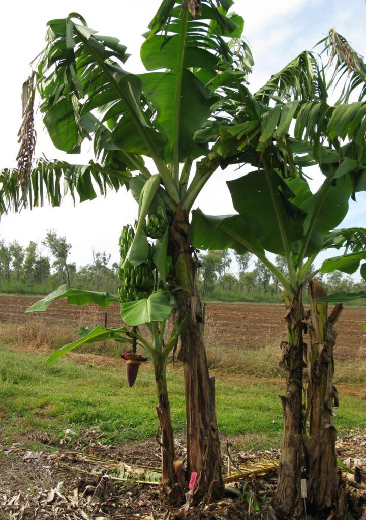 Modified Cavendish in Northern Territory Field Trial