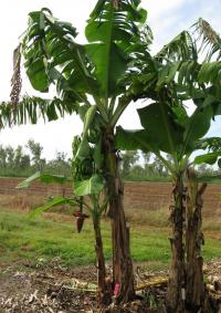 Modified Cavendish in Northern Territory Field Trial
