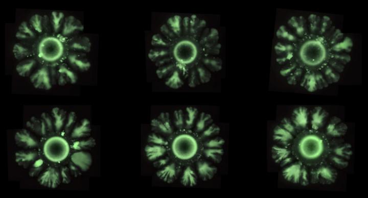 Bacteria E. coli Forming Patterns