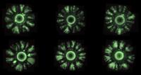 Bacteria E. coli Forming Patterns