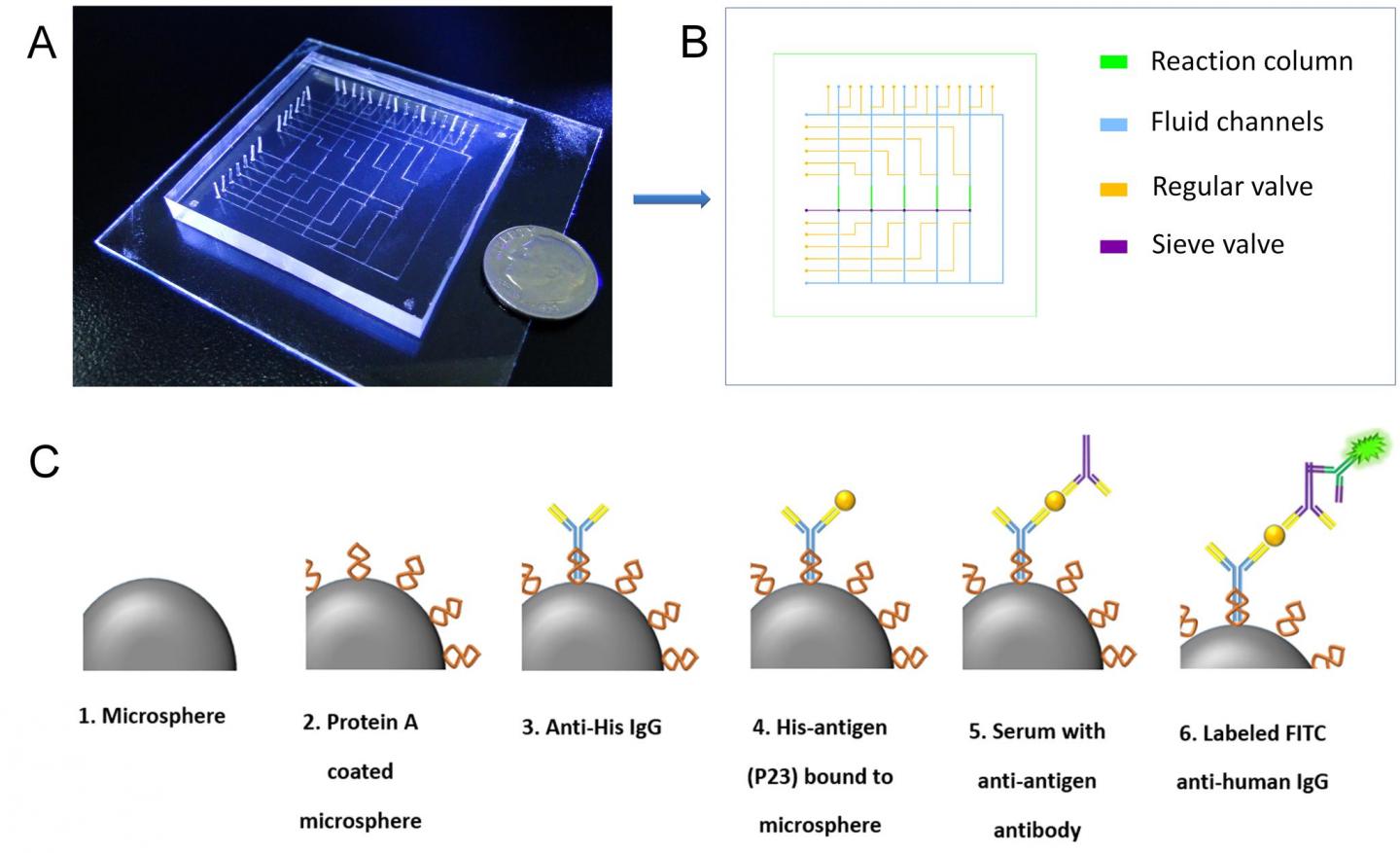 Microfluidic Device with a Dime for Scale