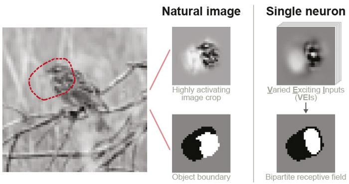 A "digital twin" model of mouse visual cortex enabled researchers to generate diverse images that activate single neurons, revealing a bipartite receptive field structure aligned with natural object boundaries.
