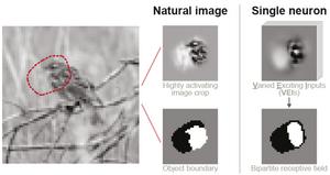 A "digital twin" model of mouse visual cortex enabled researchers to generate diverse images that activate single neurons, revealing a bipartite receptive field structure aligned with natural object boundaries.