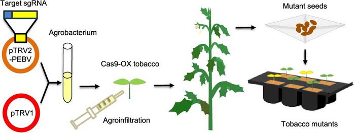Overview of the tobacco rattle virus-mediated genome editing system in tobacco plants