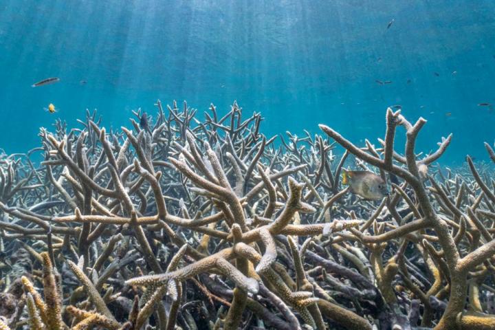 Acropora spp. coral still thrives in the holdout refuge of Coral Gardens, Belize