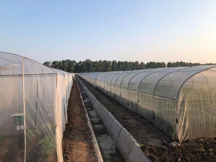 RESEARCHERS COMPARED THE OUTCROSSING RATES OF NUCLEAR MALE-STERILE SOYBEAN MUTANTS USING HONEYBEE-MEDIATED POLLINATION IN NET HOUSES.