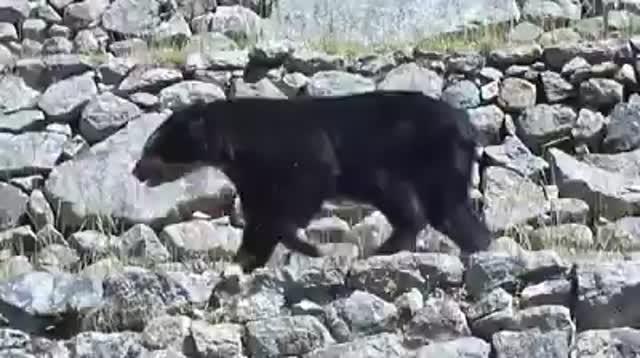 Andean Bear at Machu Picchu