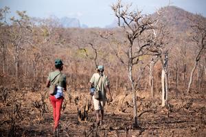 Yao honey-hunters Fatima Balasani and Seliano Rucunua calling for honeyguides with whom to cooperate in Niassa Special Reserve