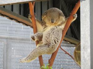 Koala