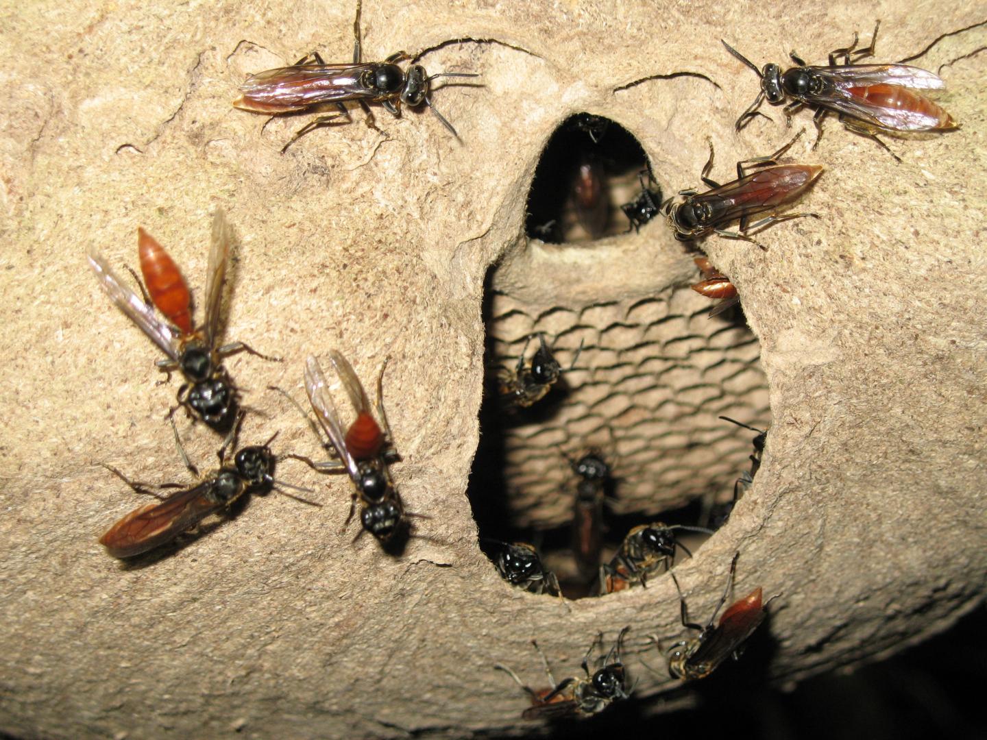 Social Insects May Share Brain Power
