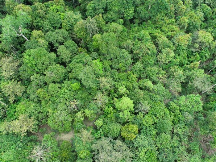Pioneering research reveals tree-mendous potential of inexpensive drones to help community forests flourish and unlock restoration funding