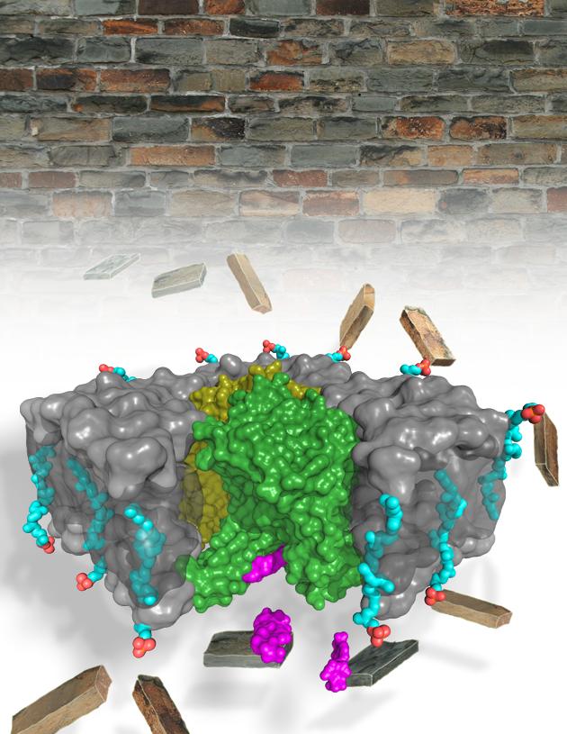 MraY Structure