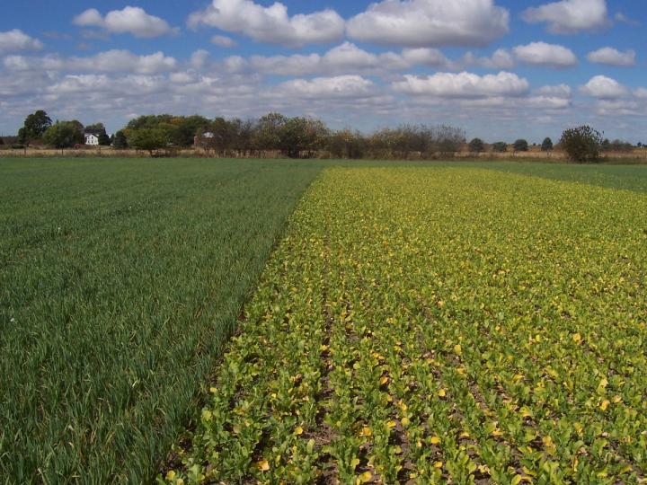 Winter Cover Crops