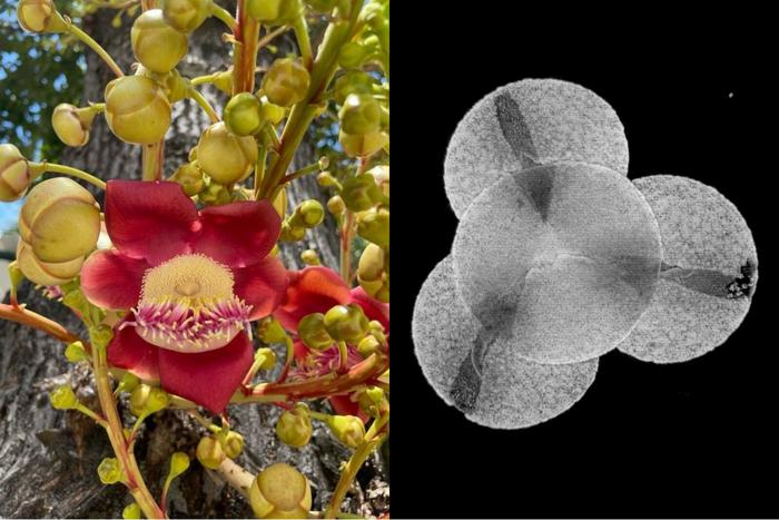 Flower and digitalized pollen of Couroupita guianensis as part of the PollenGEO project collection.