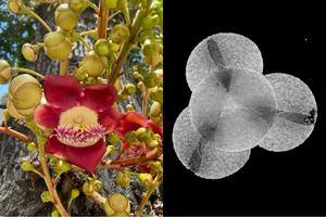 Flower and digitalized pollen of Couroupita guianensis as part of the PollenGEO project collection.