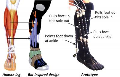 Soft Active Orthotic for Ankle-Foot Rehabilitation
