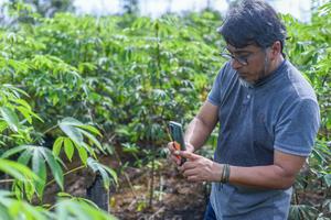 Cassava Witches' Broom Disease