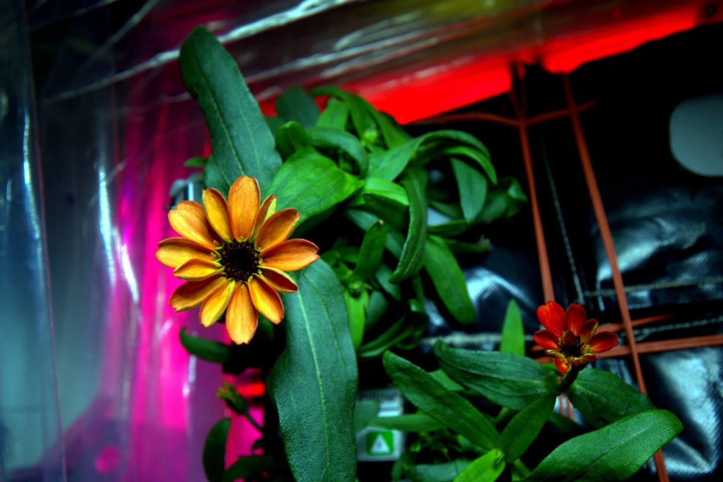 Space Zinnias in Bloom