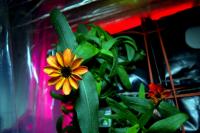 Space Zinnias in Bloom