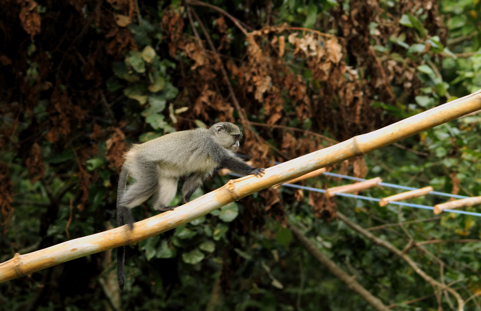 Canopy bridge