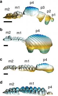 Multituberculate Teeth