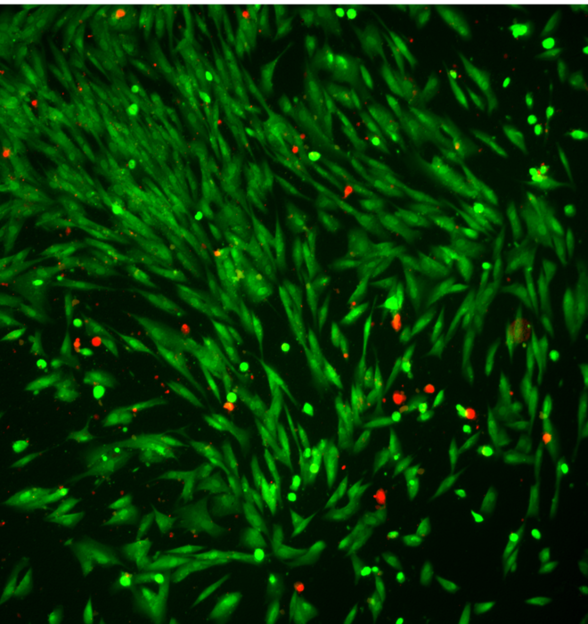 Light illuminated organic microswimmers