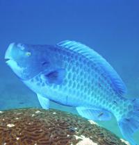 Blue Parrotfish