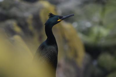 Wild Seabird