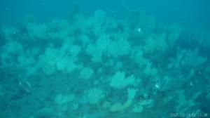 Image 2 of the reef