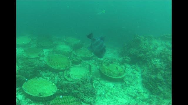Hogfish Harassment