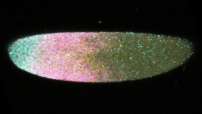 Moth fly embryo