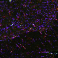 Immune Cells (2 of 2)