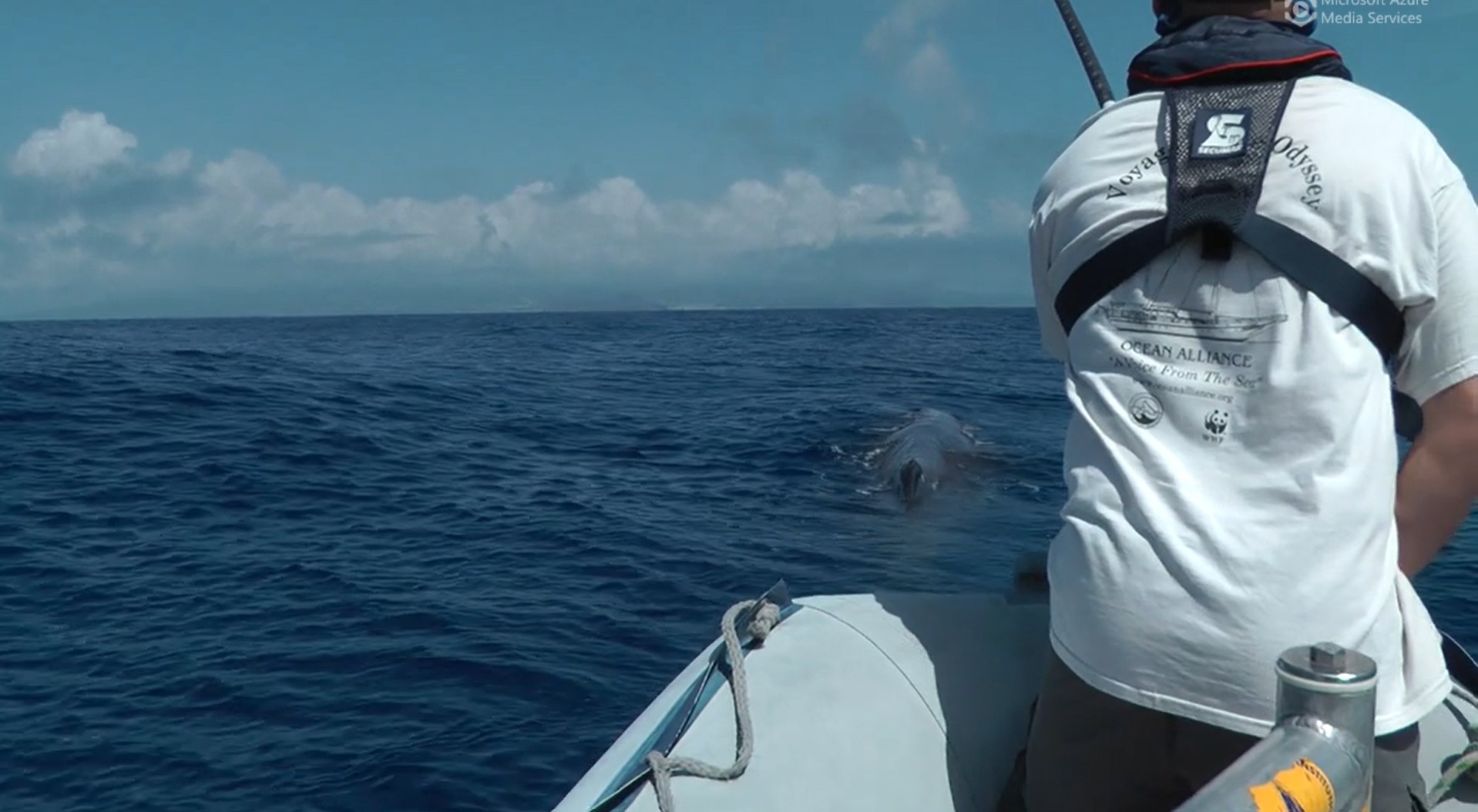 Sperm whale tagging mp4
