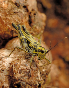 Female of the nameless Scaria species