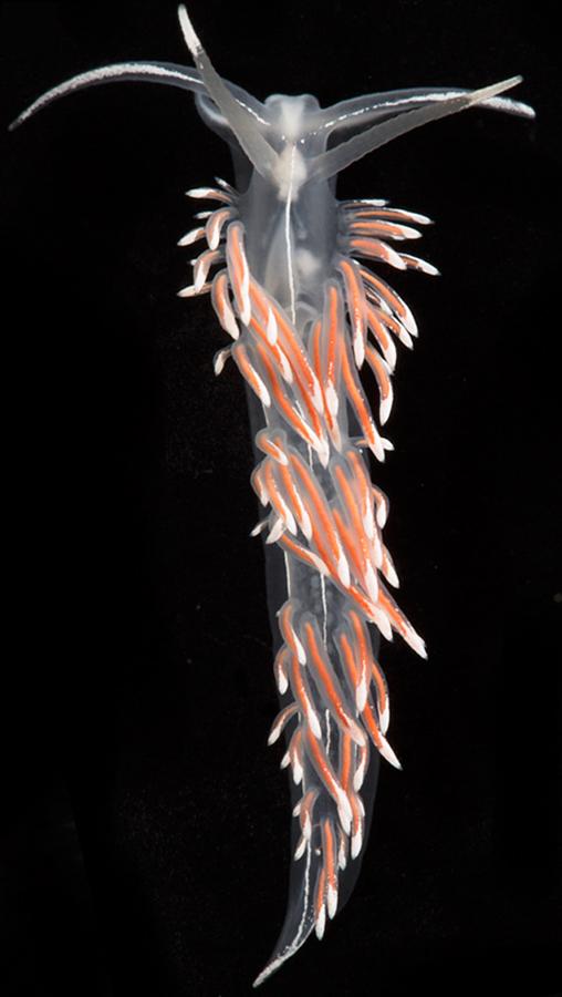 <i>Fjordia lineata</i>, a Sea Slug Found in Northern Waters