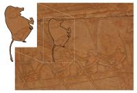 Detail of reliefs from the walls of Queen Hatshepsut's mortuary temple, Deir el-Bahri