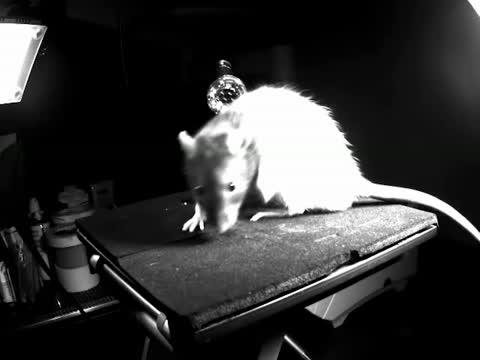 Rats Are Ticklish When Their Mood is Right