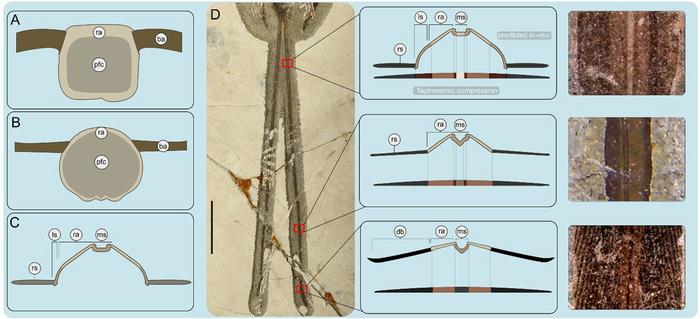 Hyperelongate ornamental tail feathers in a new early Cretaceous enantiornithine bird