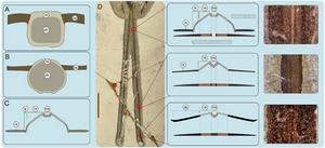 Hyperelongate ornamental tail feathers in a new early Cretaceous enantiornithine bird