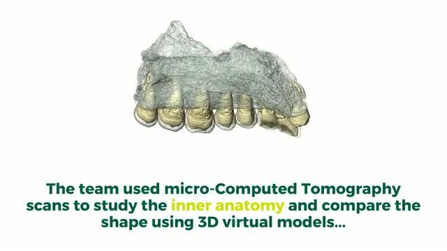 Scientists Discover Oldest Known Modern Human Fossil outside of Africa