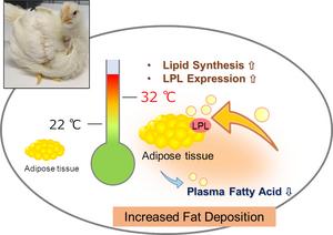 Overview of what heat stress does to adipose tissue in meat-type chickens