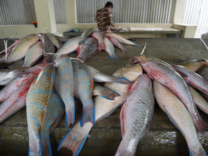 Parrotfish, Seychelles