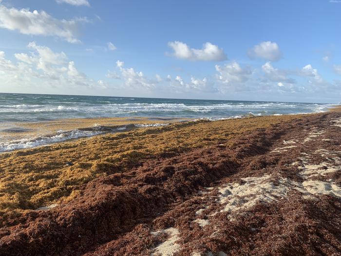 Extensive Sargassum