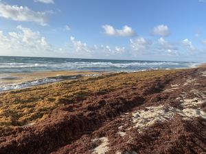 Extensive Sargassum