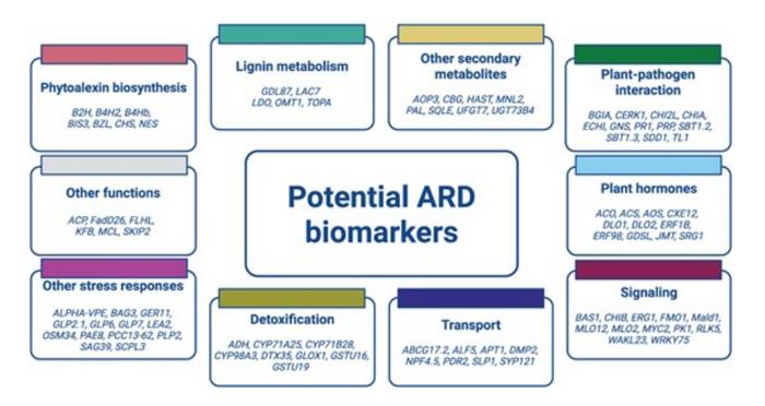 Functional classification of the selected potential ARD biomarkers.