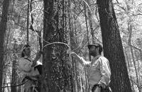 Measuring Trees