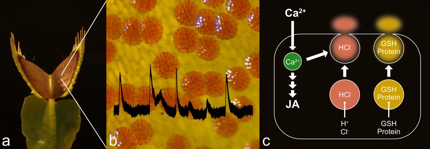 The Venus Flytrap's Digestion
